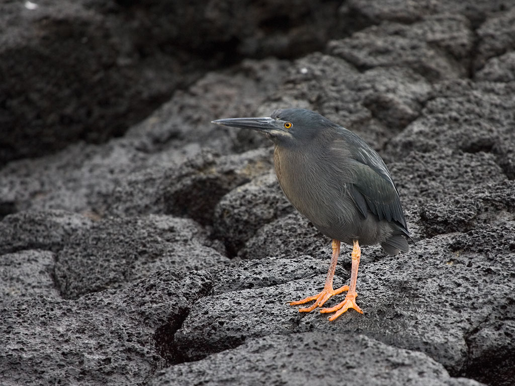 Lava heron, Floreana Island, Galapagos.  Click for next photo.