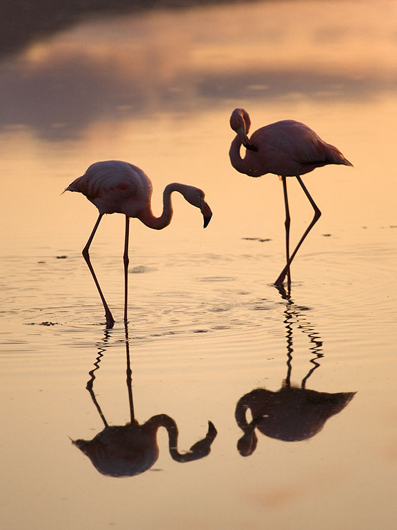 Flamingos, Floreana Island, Galapagos, Dec.13, 2004.  Click for next photo.
