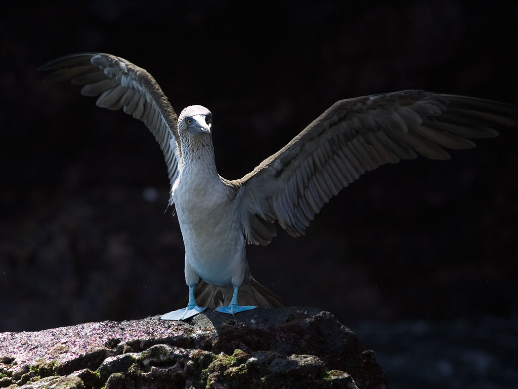 Blue-footed booby, Punta Vicente Roca, Isabela Island, Galapagos, Dec.14, 2004.  Click for next photo.