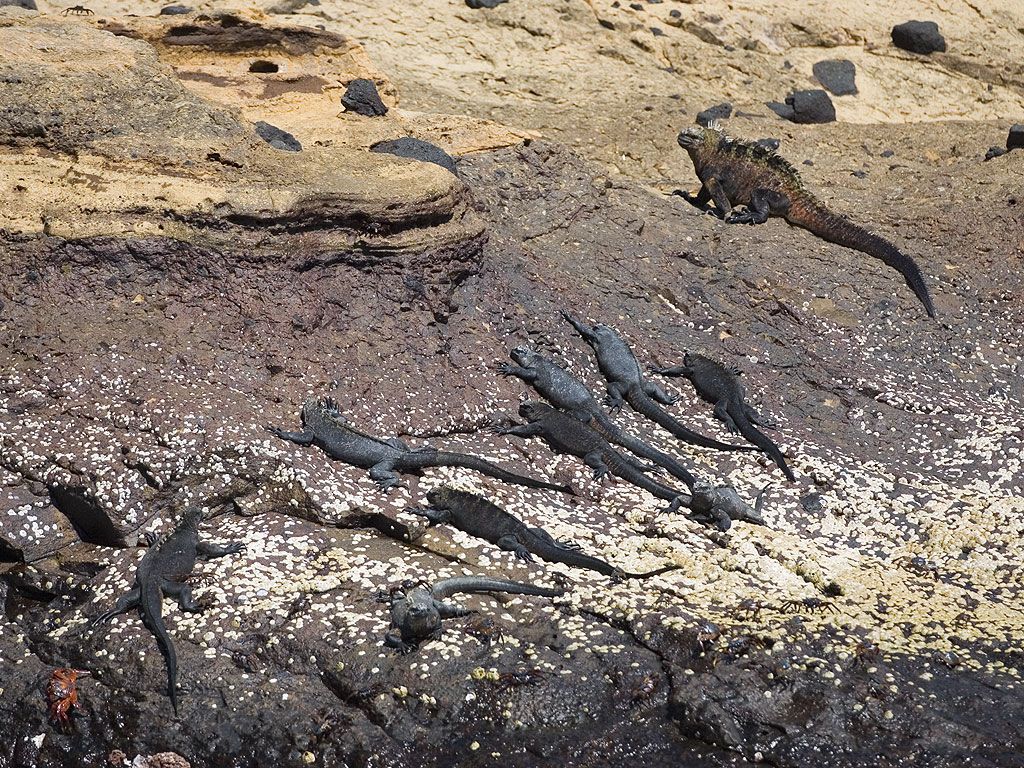 Marine iguanas, Punta Vicente Roca, Isabela Island, Galapagos, Dec.14, 2004.  Click for next photo.