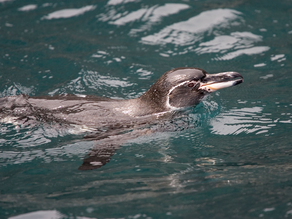Galapagos Penguin, Punta Vicente Roca, Isabela Island, Galapagos, Dec.14, 2004.  Click for next photo.