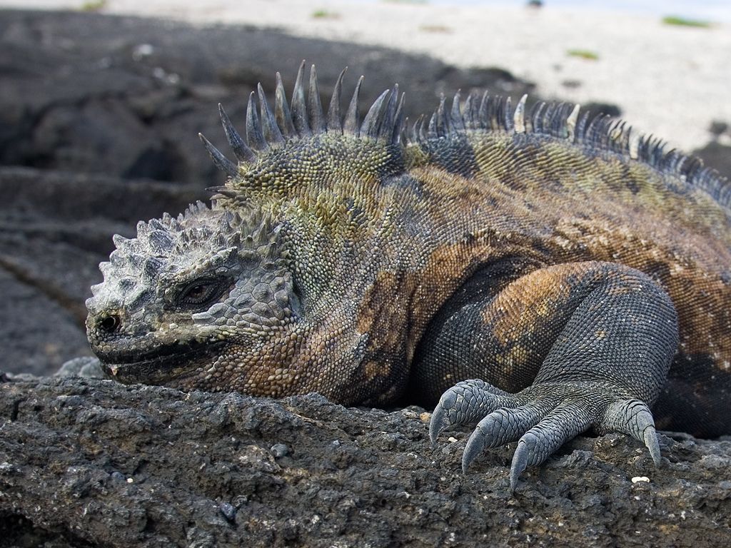 Marine iguana, Punta Espinosa, Fernandina Island, Galapagos.  Click for next photo.