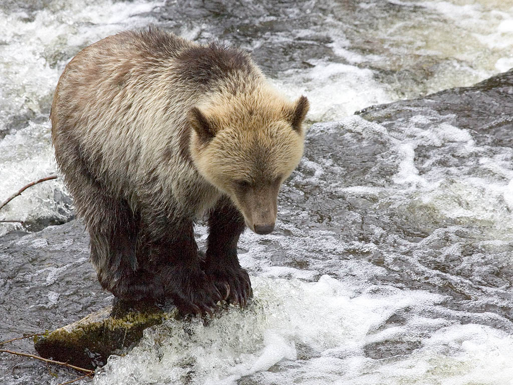 Grizzly bear yearling cub, Knight Inlet, British Columbia, September 2004.  Click for next photo.