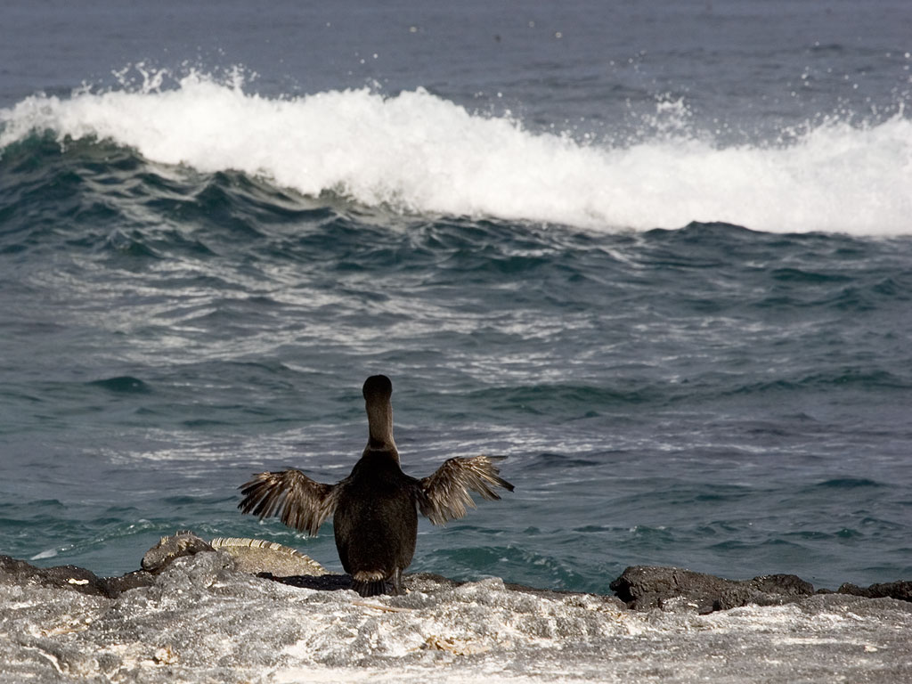 Flightless cormorant, Punta Espinosa, Fernandina Island, Galapagos, Dec.14, 2004.  Click for next photo.