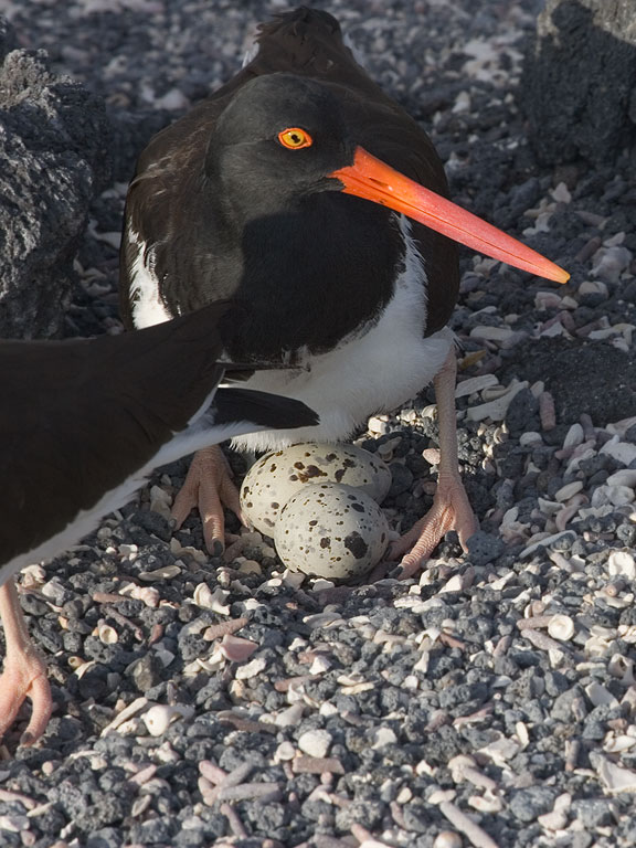 Oystercatchers change places on the nest, Punta Espinosa, Fernandina Island, Galapagos, Dec.14, 2004.  Click for next photo.