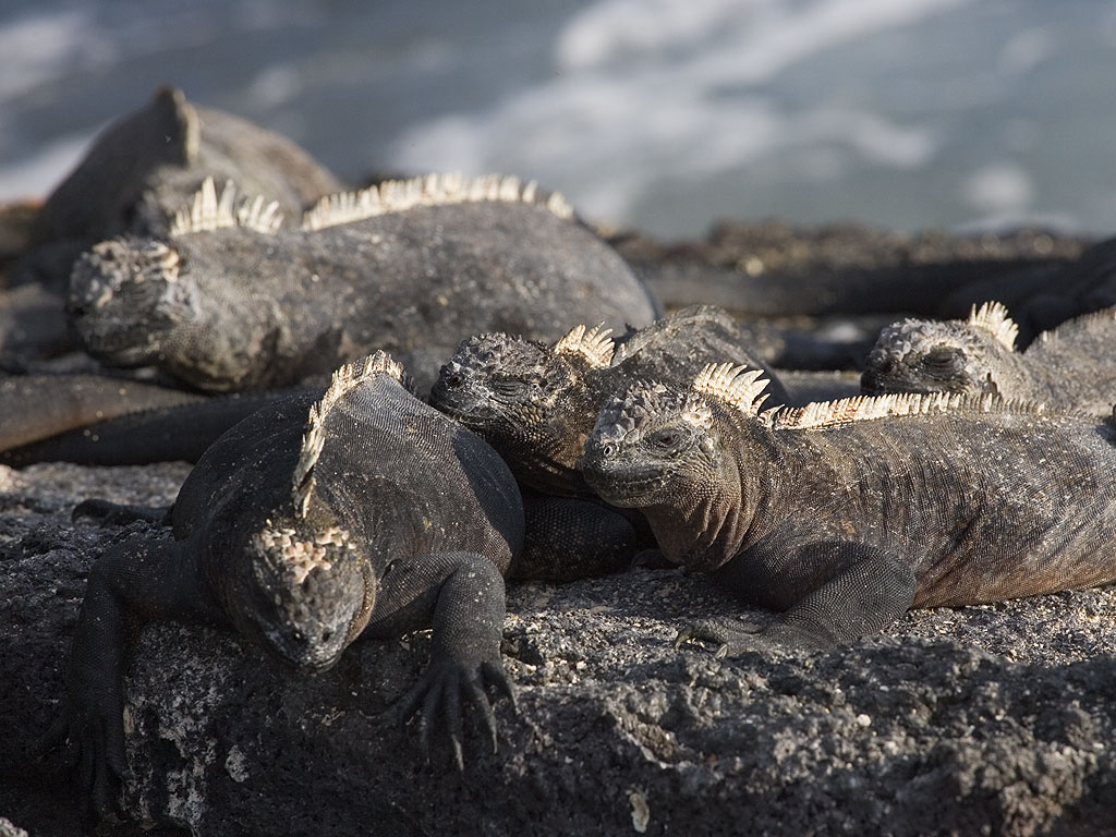 Marine iguanas, Punta Espinosa, Fernandina Island, Galapagos, Dec.14, 2004.  Click for next photo.