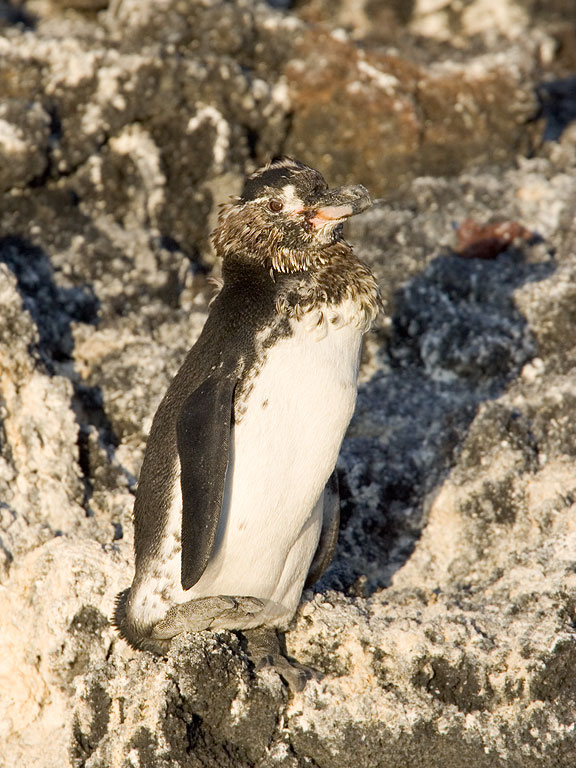 A Galapagos Penguin looks mangy from molting, near Punta Espinosa, Fernandina Island, Galapagos, Dec.14, 2004.  Click for next photo.