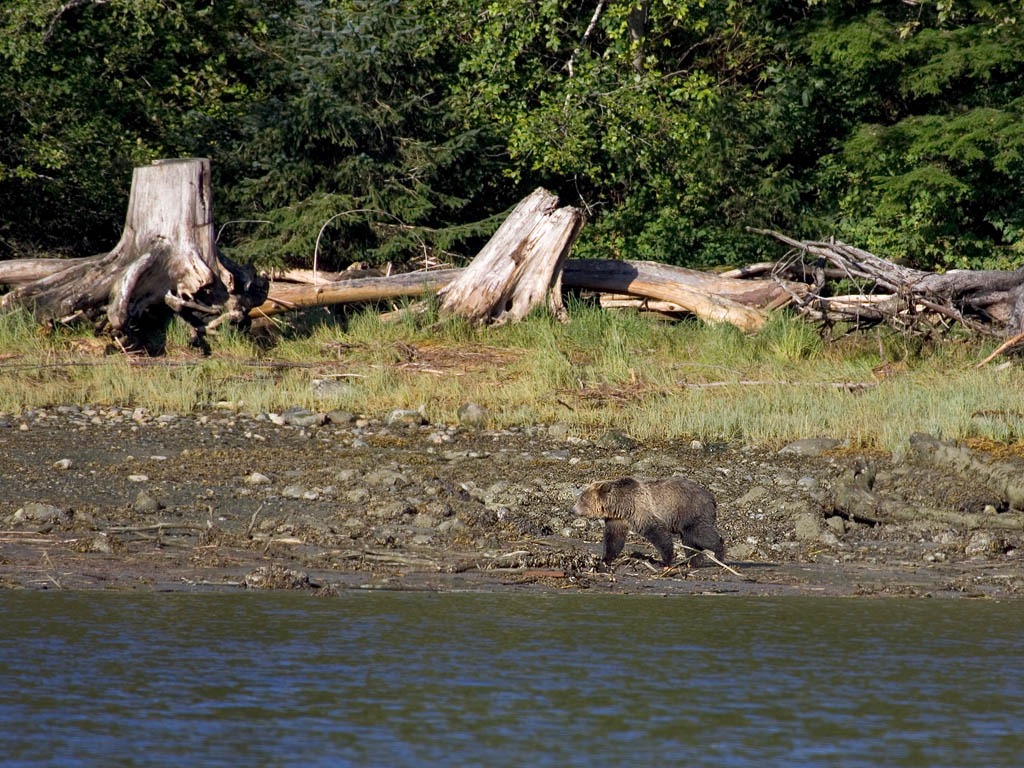 Grizzly bear on the shore, Knight Inlet, British Columbia, September 2004.  Click for next photo.
