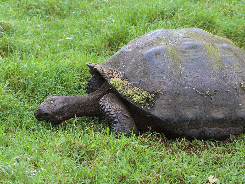 Galapagos Tortoise, Santa Cruz Island, Galapagos.  Click for next photo.