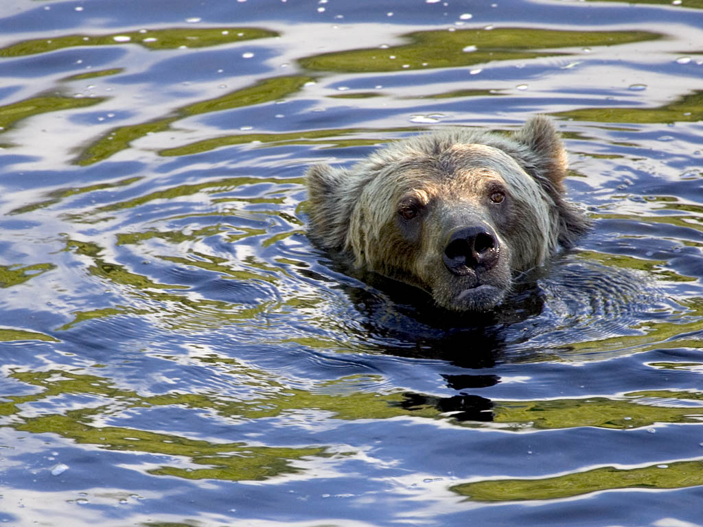 Grizzly bear, Knight Inlet, British Columbia, September 2004.  Click for next photo.