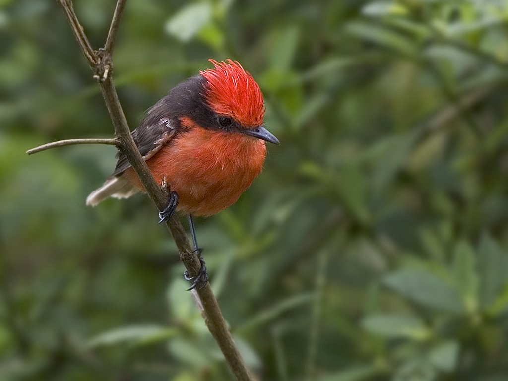 Vermillion Flycatcher, Santa Cruz Island, Galapagos.  Even though this image was taken in the Galapagos, Pima County (AZ) Parks Department used it on the front of a birders brochure for Agua Caliente Park in Tuscon.  Click for next photo.