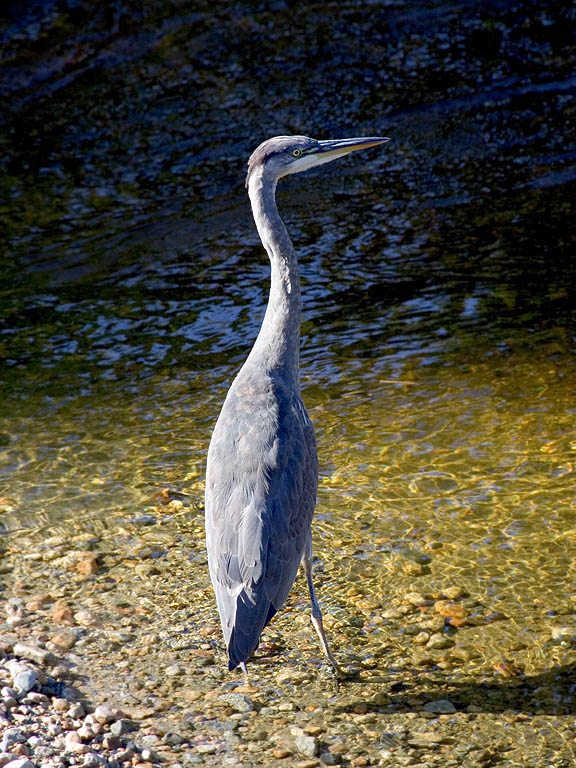 Blue heron shares the river with the bears, Knight Inlet, British Columbia, September 2004.  Click for next photo.