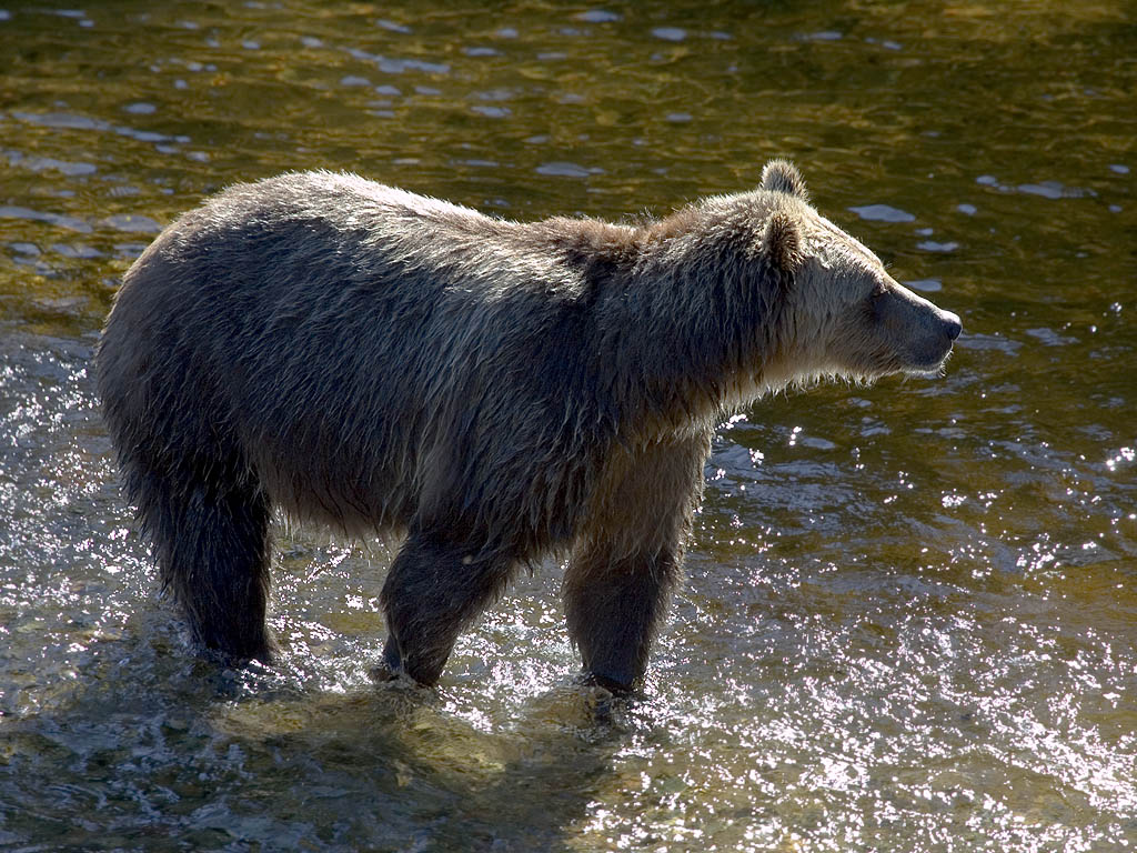 Grizzly bear mother, Knight Inlet, British Columbia, September 2004.  Click for next photo.