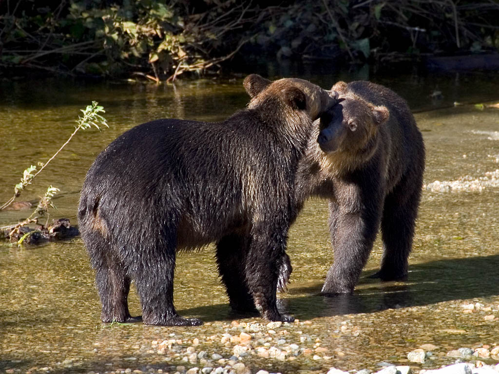 Grizzly bears, apparently siblings, Knight Inlet, British Columbia, September 2004.  Click for next photo.