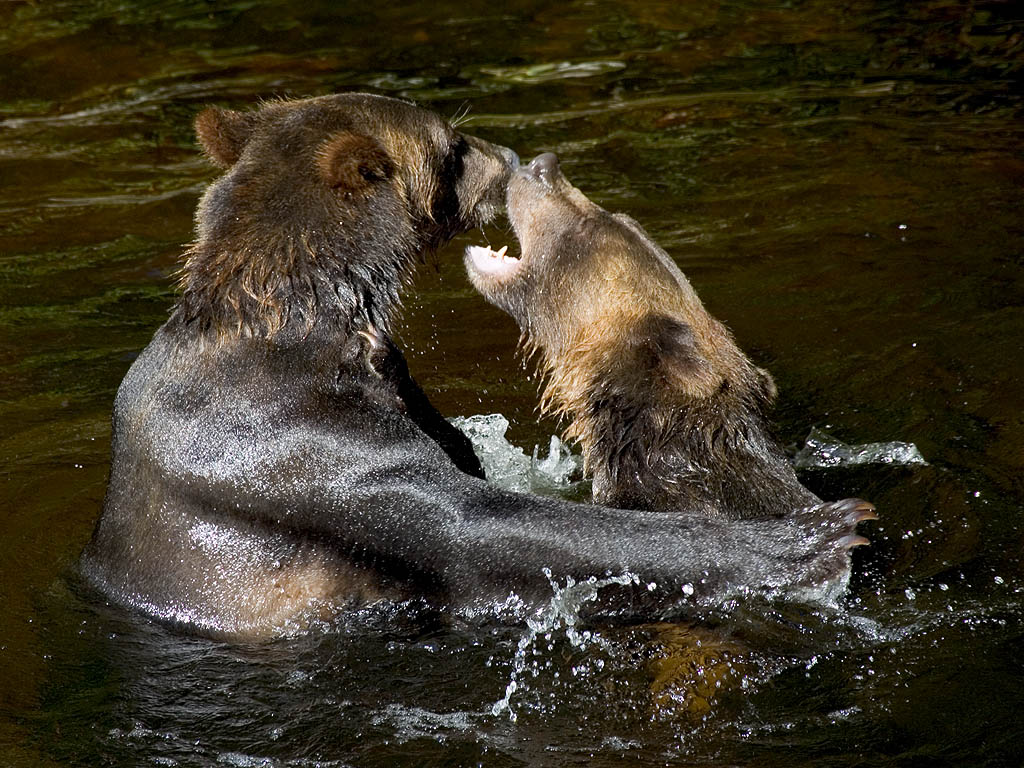 Grizzly bear siblings wrestling, Knight Inlet, British Columbia, September 2004.  Click for next photo.