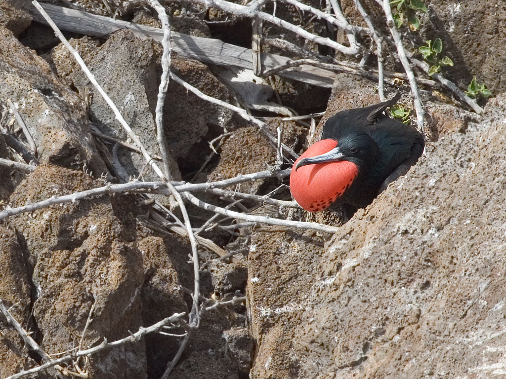 Frigate bird with an inflated breast getting a jump on breeding season, Genovesa Island, Galapagos.  Click for next photo.