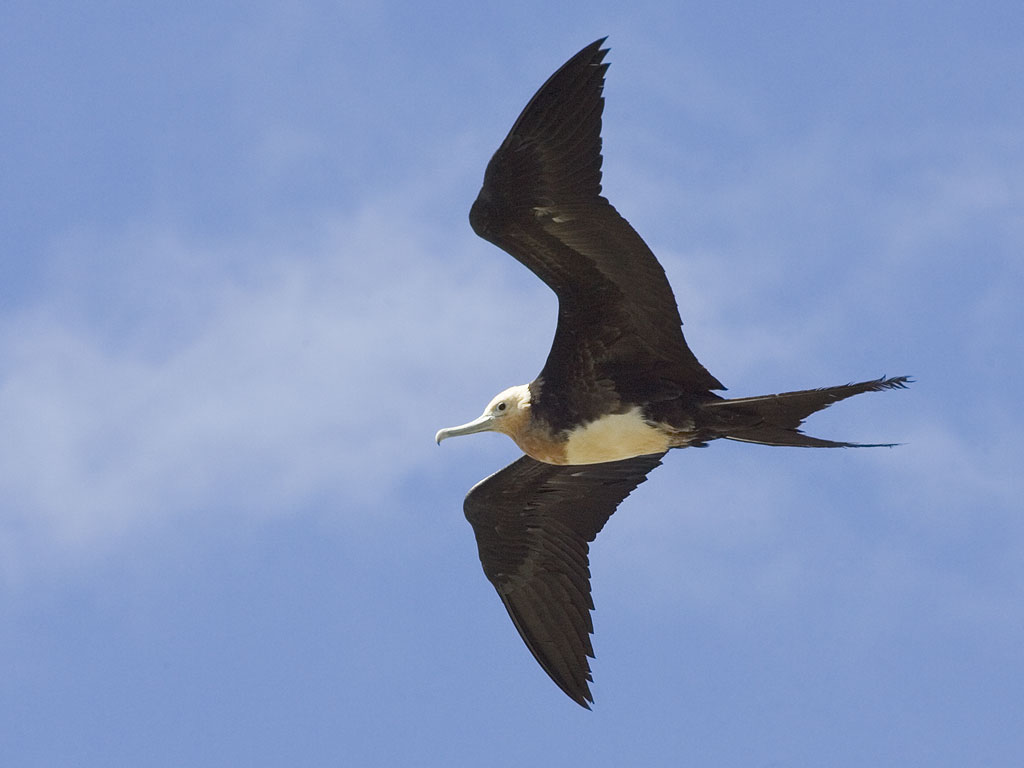 Frigate bird, Genovesa Island, Galapagos.  Click for next photo.