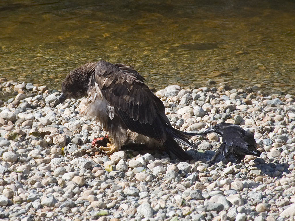 Raven tries to distract eagle from fish by pulling on its tail, Knight Inlet, British Columbia.  Click for next photo.