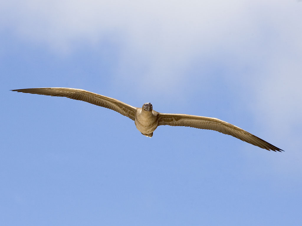 Red-footed booby, Genovesa Island, Galapagos.  Click for next photo.