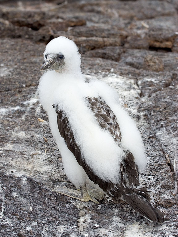 Older Nazca booby chick, Genovesa Island, Galapagos.  Click for next photo.
