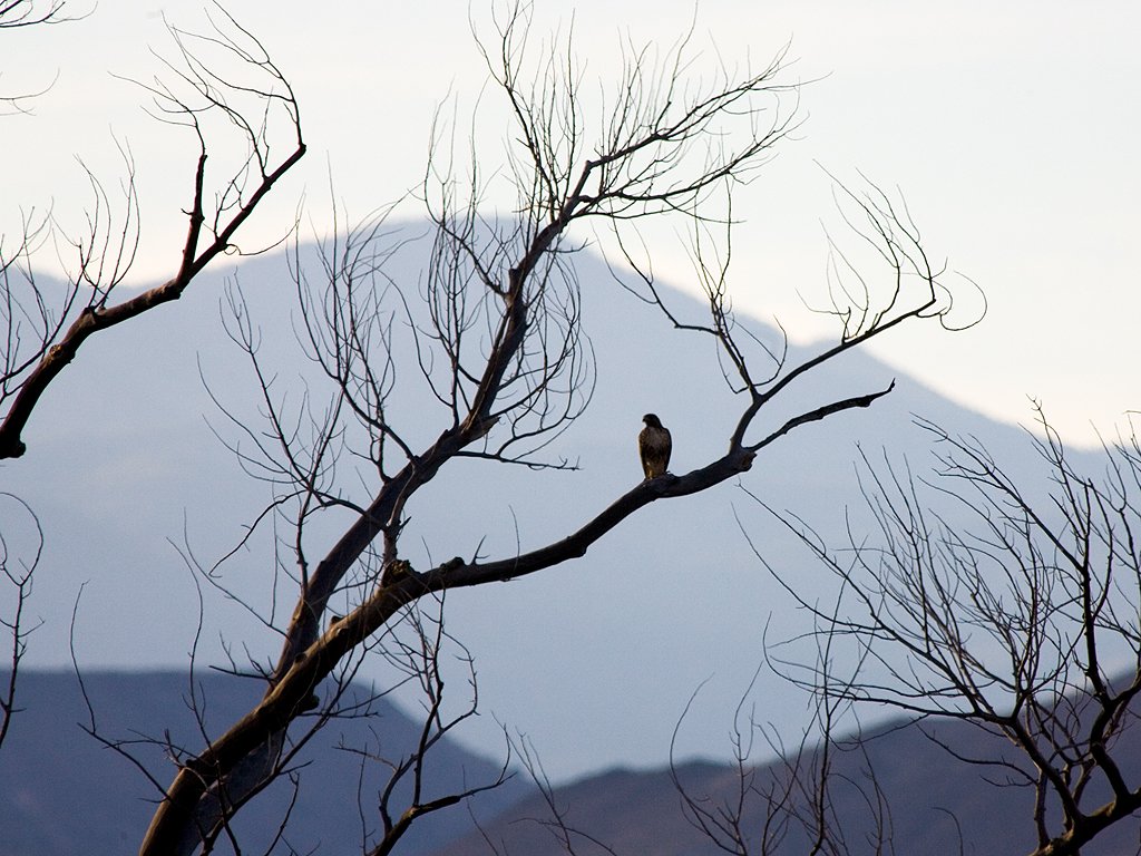 Hawk in a tree, Bosque del Apache NWR, New Mexico.  Click for next photo.