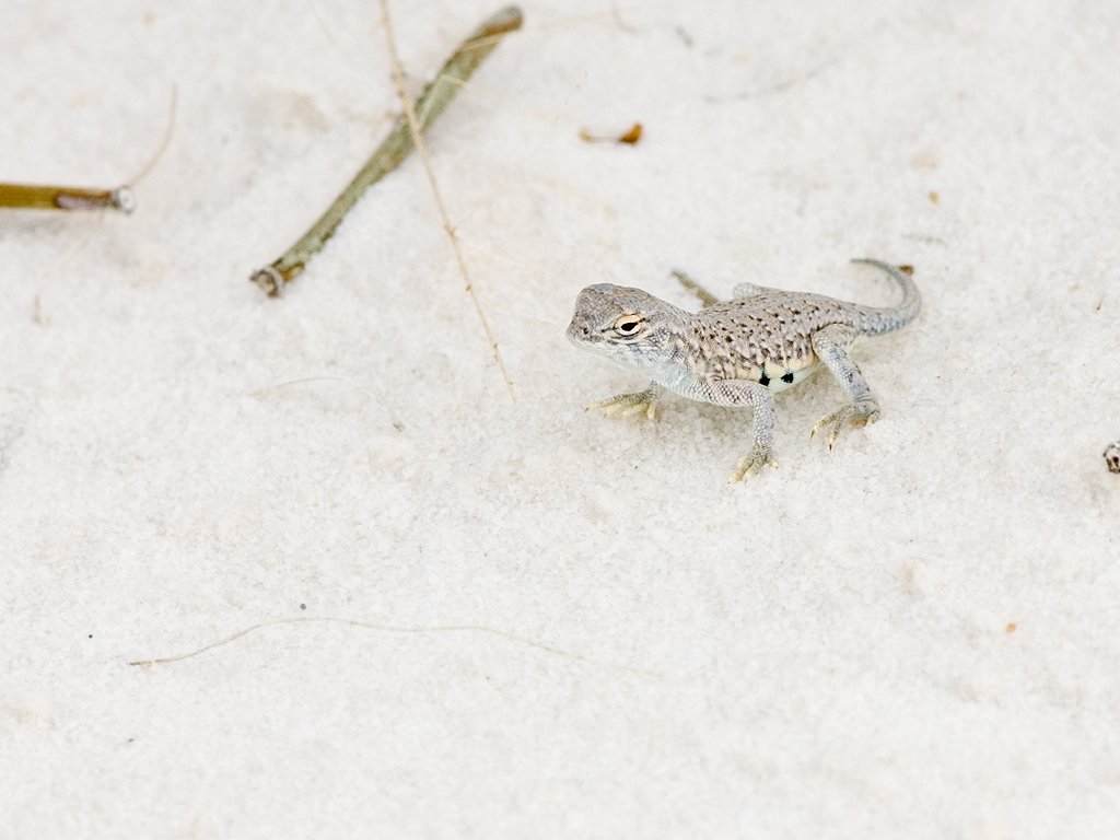 Little white lizard, White Sands.  Click for next photo.