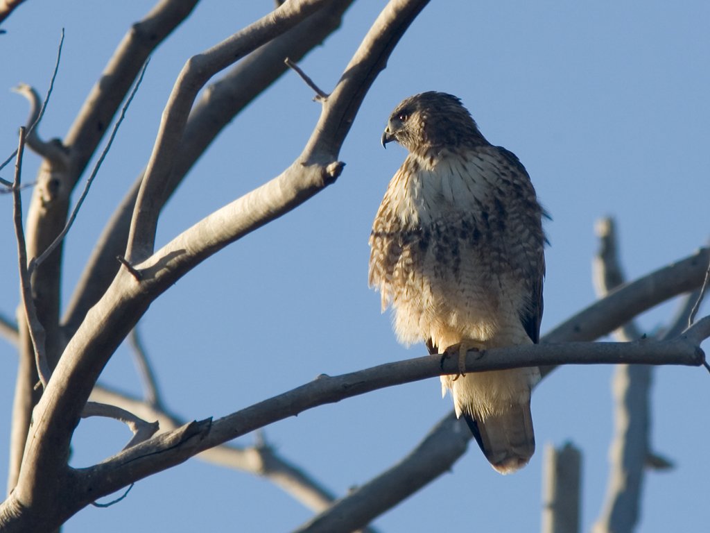 I'm going to say this is a Rough-legged Hawk until someone corrects me, Bosque del Apache NWR, New Mexico.  Click for next photo.
