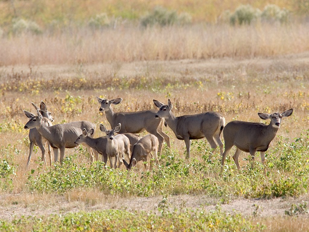 Herd of mule deer, Bosque del Apache NWR, 2004.  Click for next photo.