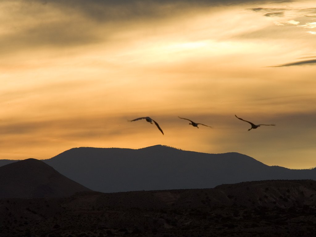 Sandhill cranes over Bosque del Apache NWR, New Mexico.  Click for next photo.