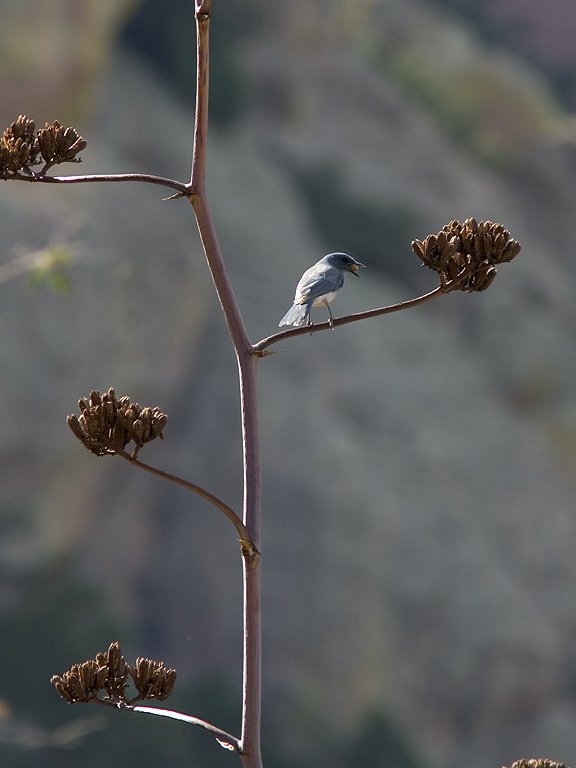Mexican Jay with a berry, Cave Creek Recreational Area, AZ, 2004.  Click for next photo.