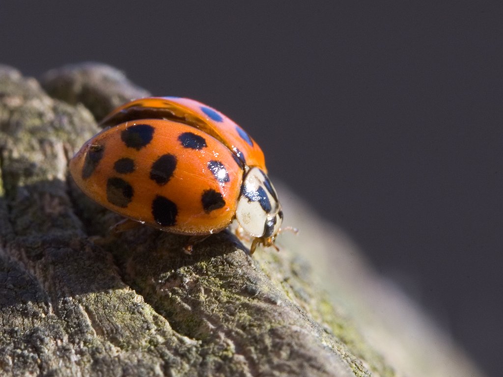 A ladybug crawls along a deck post.  Click for next photo.