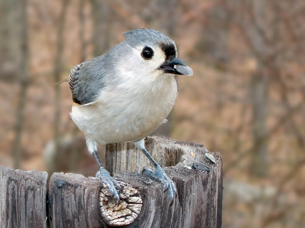 USB tether shot, tufted titmouse with Canon S45.  Click for next photo.