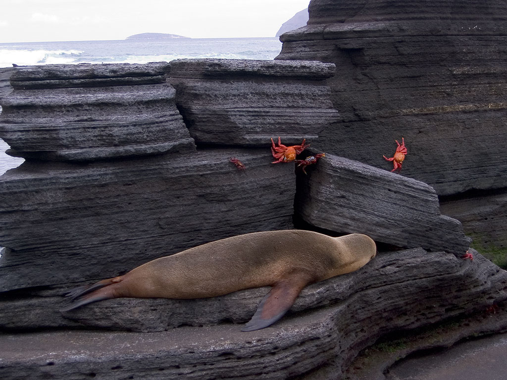 Sea lion snoozes as crabs skitter over rocks, Puerto Egas, Santiago Island, Galapagos.  Click for next photo.