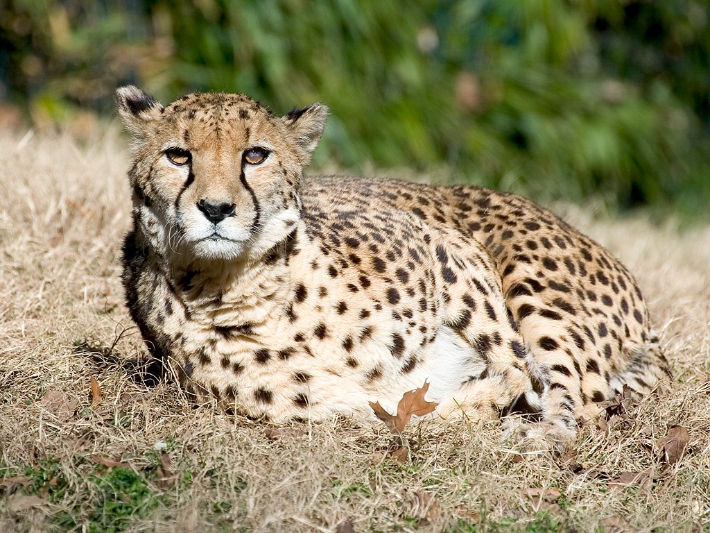 Cheetah at National Zoo.  Click for next photo.