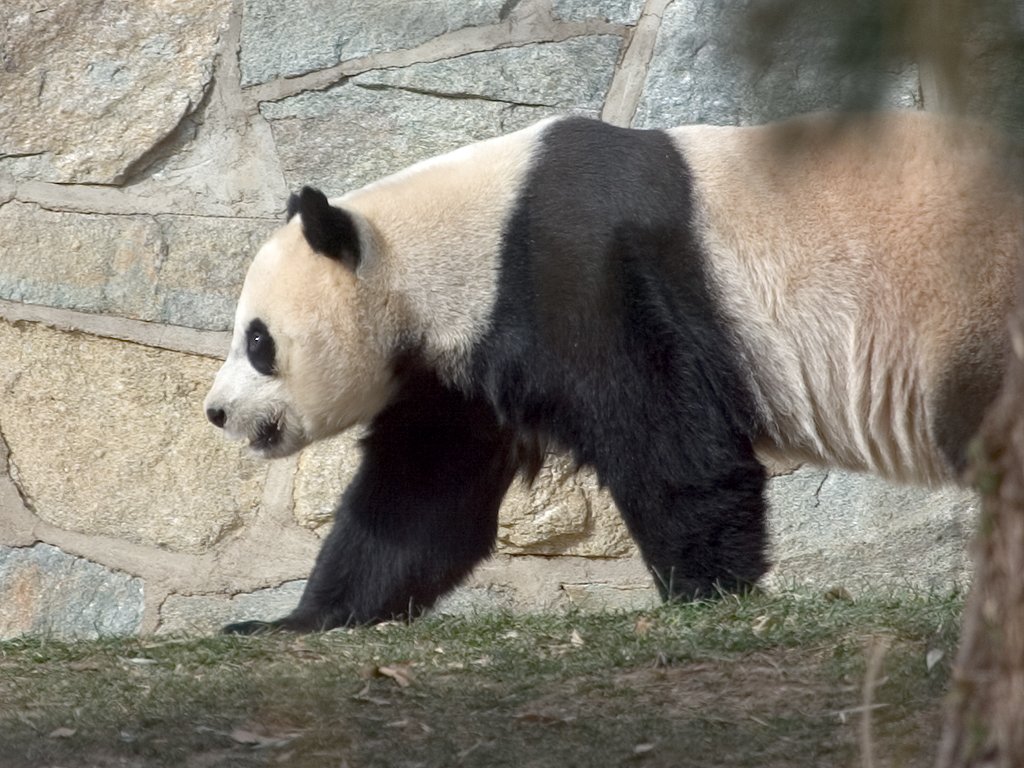 Panda at National Zoo.  Click for next photo.