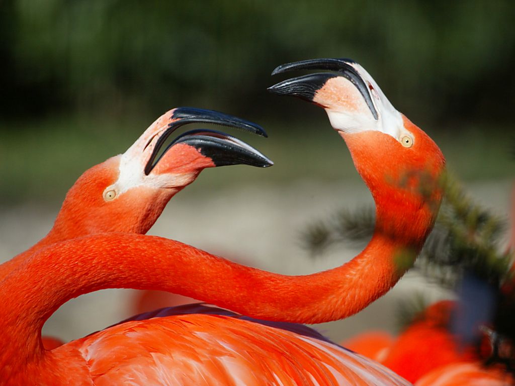 Flamingos spar at National Zoo.  Click for next photo.