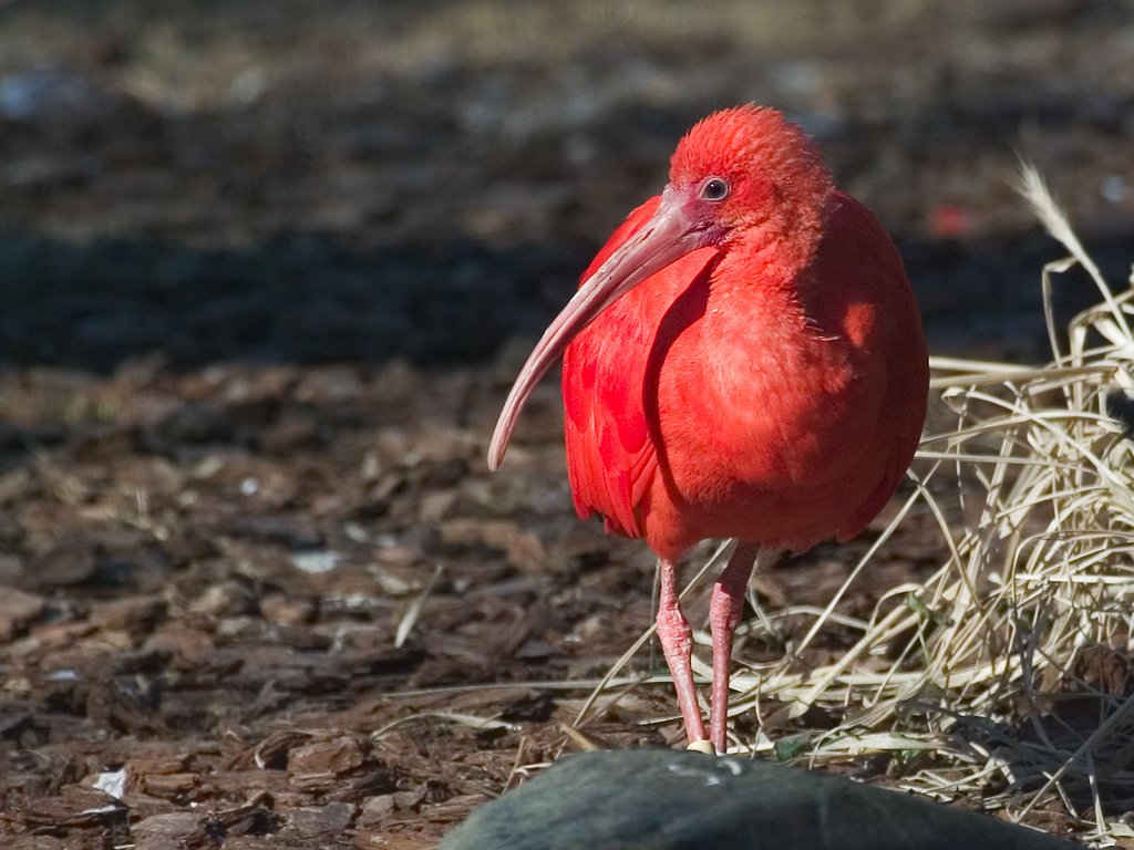 Red Ibis at National Zoo.  Click for next photo.