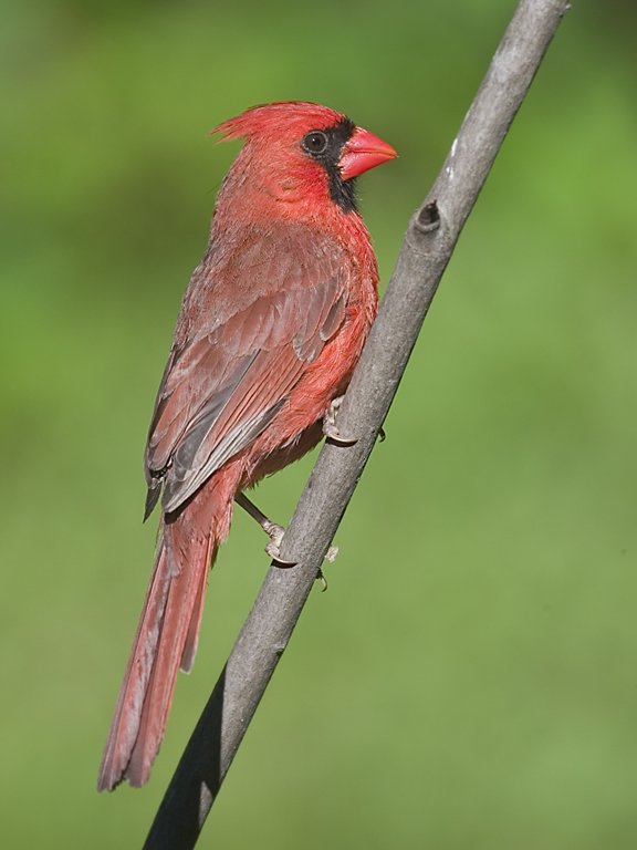 Cardinal shows off his plumage.  Click for next photo.