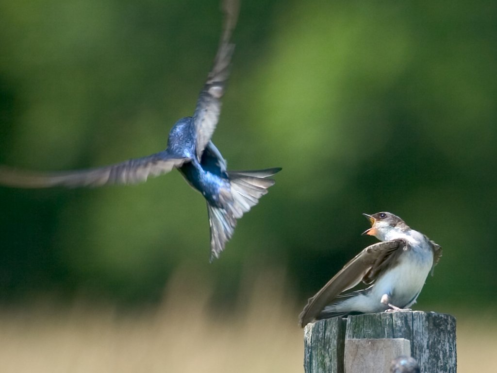 A tree swallow and a barn swallow compete for a landing spot, Daniel Webster Wildlife Sanctuary (Mass Audubon), Marshfield, Mass. 2004.  Click for next photo.