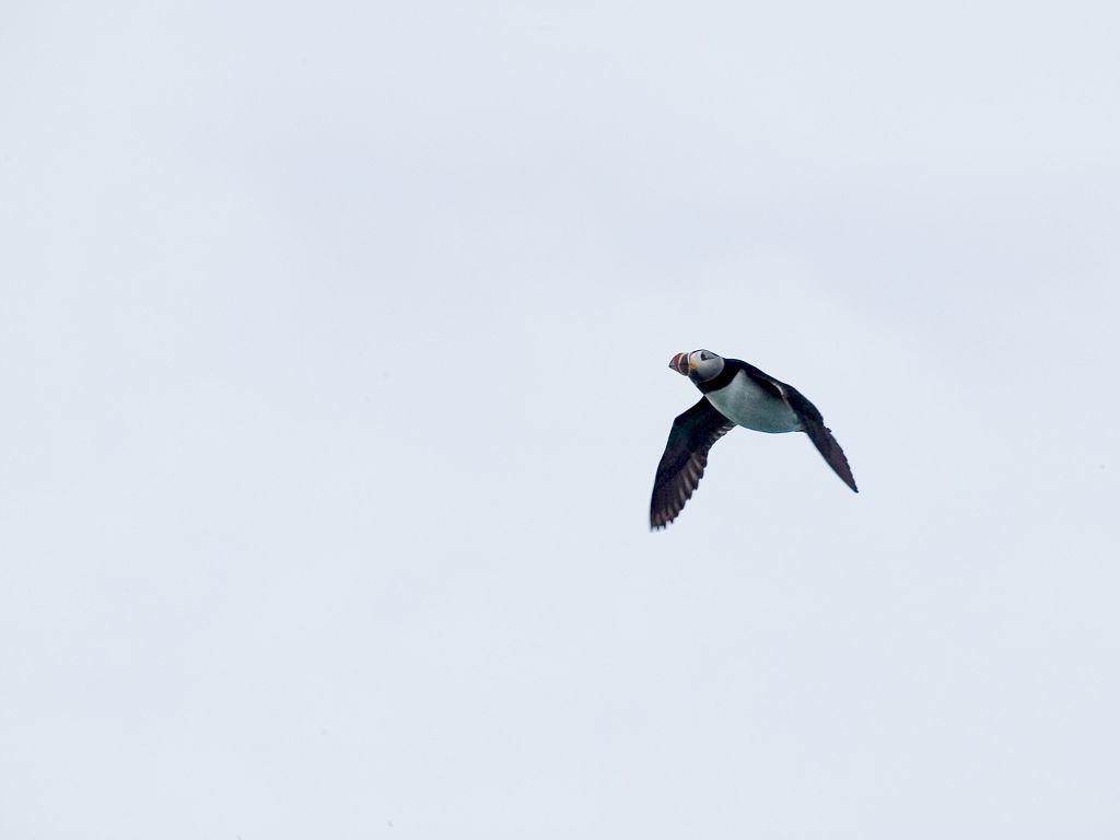 Puffin in flight near Petit Manan Island.  Click for next photo.