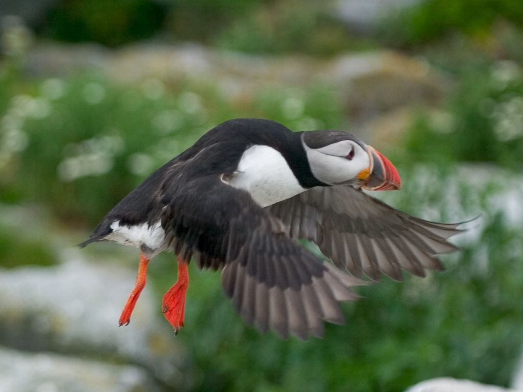 Puffin takes flight.  Click for next photo.