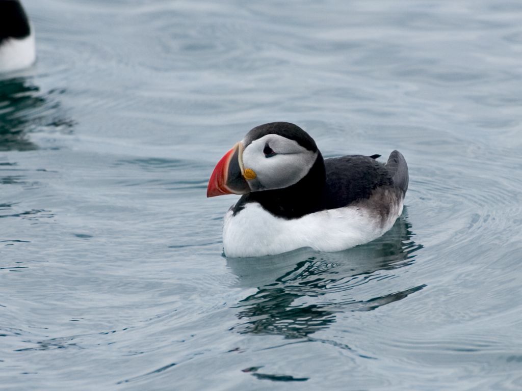 Puffin just offshore.  Click for next photo.