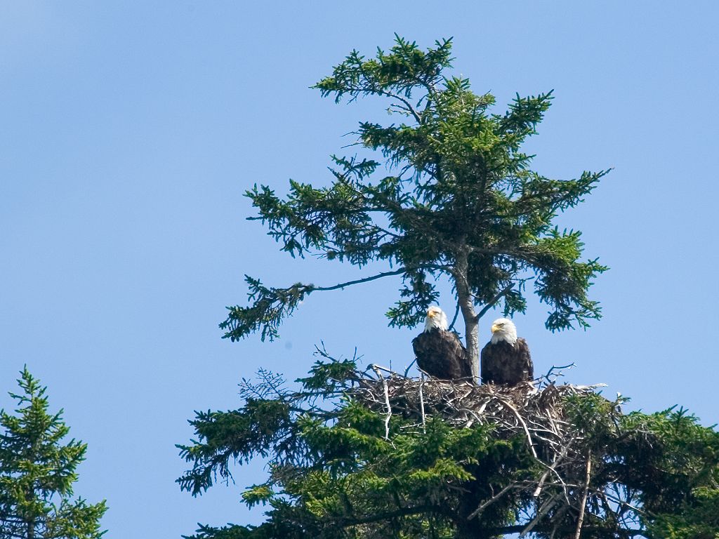 Two bald eagles in a nest on the approach to Cutler, Maine, but the young one is nowhere to be seen.  Click for next photo.