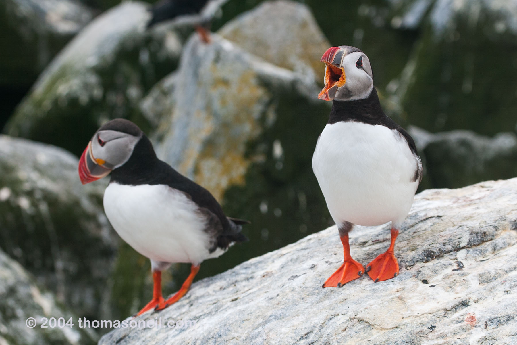 I am Puffin, hear me roar.  Click for next photo.