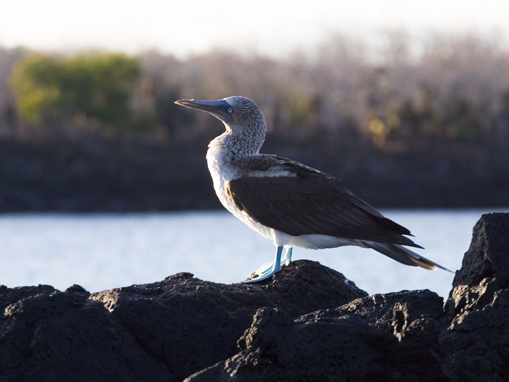 Blue-footed booby, Venecia islets, Galapagos.  Click for next photo.