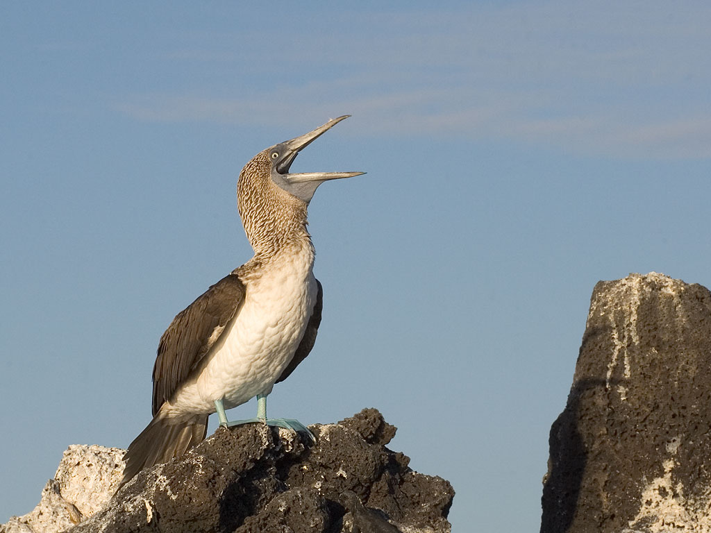 Blue-footed booby, Venecia islets, Galapagos, Dec.11, 2004.  Click for next photo.