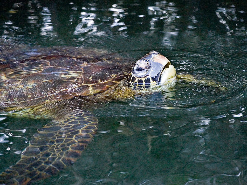 Sea turtle, Venecia islets, Galapagos, Dec.11, 2004.  Click for next photo.