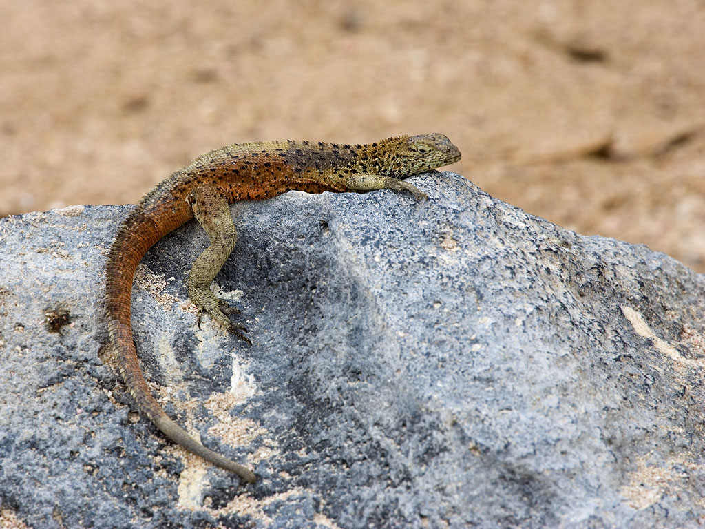 Lava lizard, Punta Suarez, Espanola Island, Galapagos.  Click for next photo.