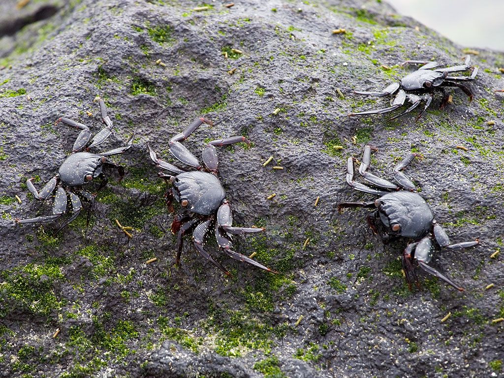 Immature crabs are still black to blend in the with lava, Punta Suarez, Espanola Island, Galapagos, Dec.12, 2004.  Click for next photo.