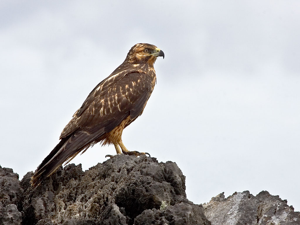 Galapagos Hawk, Punta Suarez, Espanola Island, Galapagos.  Click for next photo.